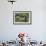 Alpine Marmots (Marmota Marmota) Feeding on Flowers, Hohe Tauern National Park, Austria-Lesniewski-Framed Photographic Print displayed on a wall