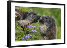 Alpine Marmots (Marmota Marmota) Feeding on Flowers, Hohe Tauern National Park, Austria-Lesniewski-Framed Photographic Print