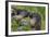 Alpine Marmots (Marmota Marmota) Feeding on Flowers, Hohe Tauern National Park, Austria-Lesniewski-Framed Photographic Print