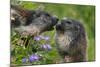 Alpine Marmots (Marmota Marmota) Feeding on Flowers, Hohe Tauern National Park, Austria-Lesniewski-Mounted Photographic Print