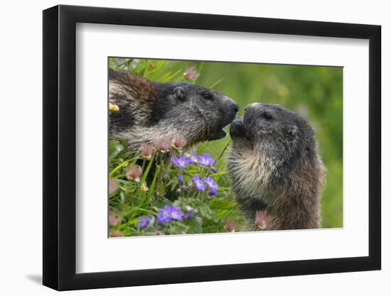 Alpine Marmots (Marmota Marmota) Feeding on Flowers, Hohe Tauern National Park, Austria-Lesniewski-Framed Photographic Print