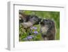 Alpine Marmots (Marmota Marmota) Feeding on Flowers, Hohe Tauern National Park, Austria-Lesniewski-Framed Photographic Print