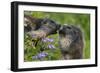 Alpine Marmots (Marmota Marmota) Feeding on Flowers, Hohe Tauern National Park, Austria-Lesniewski-Framed Photographic Print