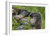 Alpine Marmots (Marmota Marmota) Feeding on Flowers, Hohe Tauern National Park, Austria-Lesniewski-Framed Photographic Print