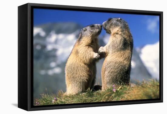 Alpine Marmots X2 Facing Each Other-null-Framed Stretched Canvas