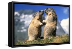 Alpine Marmots X2 Facing Each Other-null-Framed Stretched Canvas