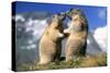 Alpine Marmots X2 Facing Each Other-null-Stretched Canvas