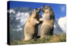 Alpine Marmots X2 Facing Each Other-null-Stretched Canvas