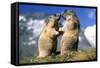 Alpine Marmots X2 Facing Each Other-null-Framed Stretched Canvas