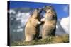 Alpine Marmots X2 Facing Each Other-null-Stretched Canvas