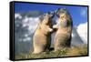 Alpine Marmots X2 Facing Each Other-null-Framed Stretched Canvas