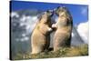 Alpine Marmots X2 Facing Each Other-null-Stretched Canvas