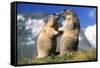 Alpine Marmots X2 Facing Each Other-null-Framed Stretched Canvas