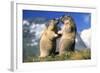 Alpine Marmots X2 Facing Each Other-null-Framed Photographic Print