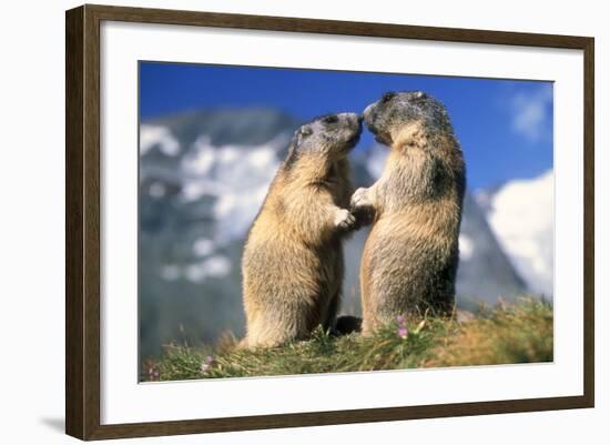 Alpine Marmots X2 Facing Each Other-null-Framed Photographic Print