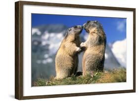 Alpine Marmots X2 Facing Each Other-null-Framed Photographic Print