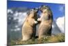 Alpine Marmots X2 Facing Each Other-null-Mounted Photographic Print