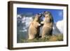 Alpine Marmots X2 Facing Each Other-null-Framed Photographic Print