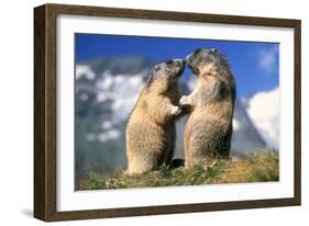 Alpine Marmots X2 Facing Each Other-null-Framed Photographic Print