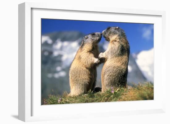 Alpine Marmots X2 Facing Each Other-null-Framed Photographic Print