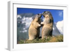 Alpine Marmots X2 Facing Each Other-null-Framed Photographic Print