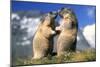 Alpine Marmots X2 Facing Each Other-null-Mounted Photographic Print
