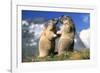 Alpine Marmots X2 Facing Each Other-null-Framed Photographic Print