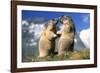 Alpine Marmots X2 Facing Each Other-null-Framed Photographic Print