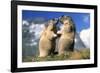 Alpine Marmots X2 Facing Each Other-null-Framed Photographic Print