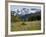 Alpine Meadow and Sarvent Glaciers, Mount Rainier National Park, Washington, USA-Jamie & Judy Wild-Framed Photographic Print