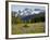 Alpine Meadow and Sarvent Glaciers, Mount Rainier National Park, Washington, USA-Jamie & Judy Wild-Framed Photographic Print