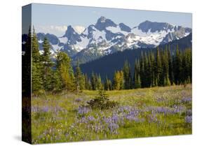 Alpine Meadow and Sarvent Glaciers, Mount Rainier National Park, Washington, USA-Jamie & Judy Wild-Stretched Canvas