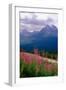 Alpine Meadow, Banff National Park, Canada-George Oze-Framed Photographic Print