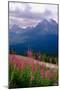 Alpine Meadow, Banff National Park, Canada-George Oze-Mounted Photographic Print