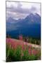 Alpine Meadow, Banff National Park, Canada-George Oze-Mounted Photographic Print