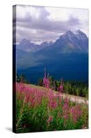 Alpine Meadow, Banff National Park, Canada-George Oze-Stretched Canvas