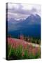 Alpine Meadow, Banff National Park, Canada-George Oze-Stretched Canvas