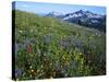 Alpine meadow below Tatoosh Mountains, Mt. Rainier National Park, Washington, USA-Charles Gurche-Stretched Canvas