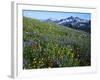 Alpine meadow below Tatoosh Mountains, Mt. Rainier National Park, Washington, USA-Charles Gurche-Framed Photographic Print