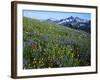 Alpine meadow below Tatoosh Mountains, Mt. Rainier National Park, Washington, USA-Charles Gurche-Framed Photographic Print
