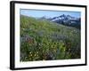 Alpine meadow below Tatoosh Mountains, Mt. Rainier National Park, Washington, USA-Charles Gurche-Framed Photographic Print