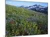 Alpine meadow below Tatoosh Mountains, Mt. Rainier National Park, Washington, USA-Charles Gurche-Mounted Photographic Print