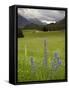 Alpine Meadow, Near Kofels, Umhausen, Otztal Valley, Tyrol, Austria, Europe-Gary Cook-Framed Stretched Canvas