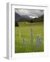 Alpine Meadow, Near Kofels, Umhausen, Otztal Valley, Tyrol, Austria, Europe-Gary Cook-Framed Photographic Print