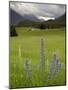 Alpine Meadow, Near Kofels, Umhausen, Otztal Valley, Tyrol, Austria, Europe-Gary Cook-Mounted Photographic Print