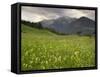 Alpine Meadow, Near Kofels, Umhausen, Otztal Valley, Tyrol, Austria, Europe-Gary Cook-Framed Stretched Canvas