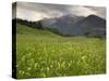 Alpine Meadow, Near Kofels, Umhausen, Otztal Valley, Tyrol, Austria, Europe-Gary Cook-Stretched Canvas