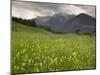 Alpine Meadow, Near Kofels, Umhausen, Otztal Valley, Tyrol, Austria, Europe-Gary Cook-Mounted Photographic Print