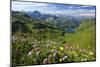 Alpine Meadow on Lake Seealpsee with Hoefats Mountain and Allgaeu Alps-null-Mounted Art Print