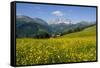 Alpine Meadow, Switzerland-Dr. Juerg Alean-Framed Stretched Canvas